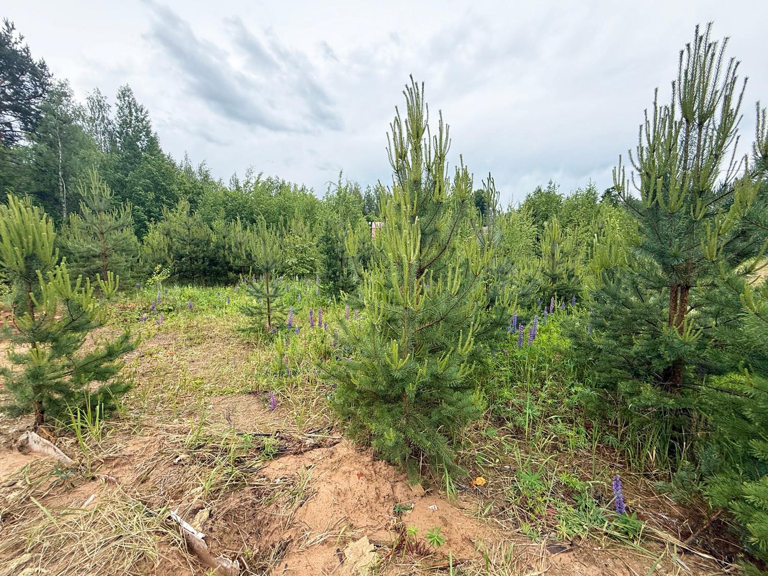 Грузино. Участок 7 соток