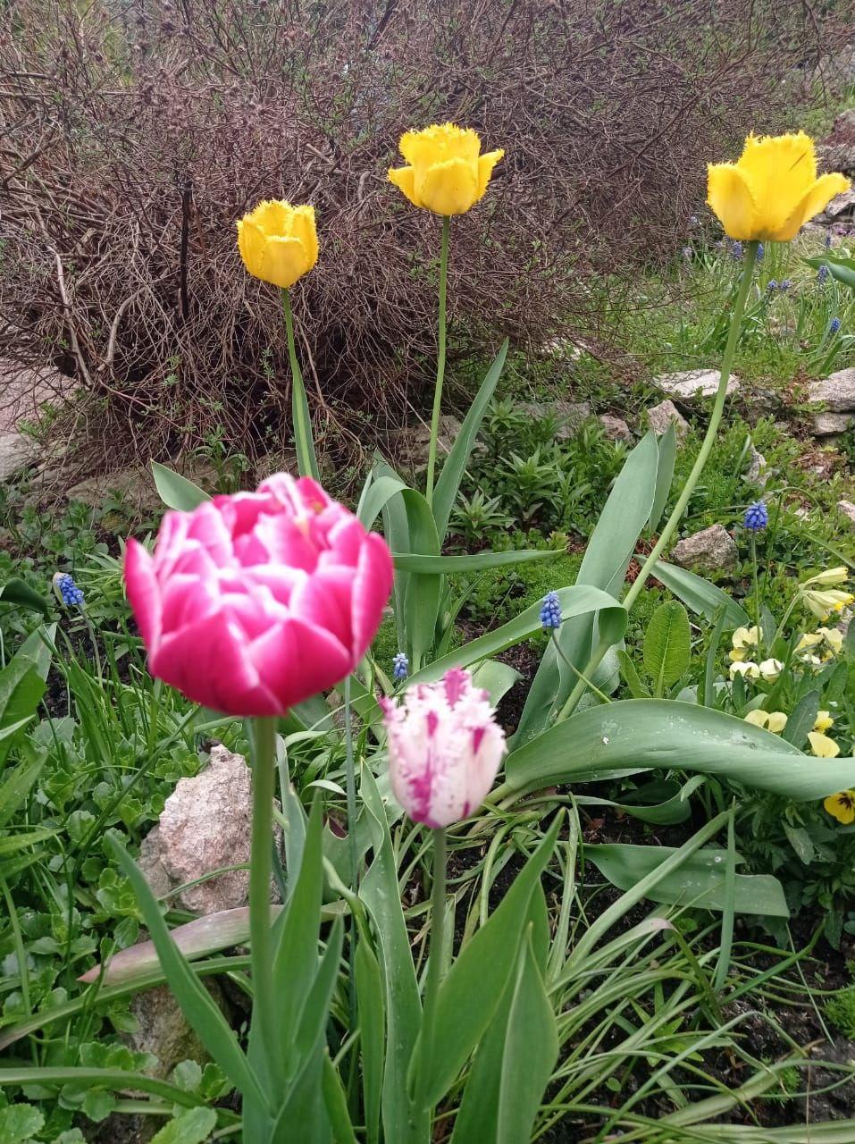 г. Всеволожск, ИЖС. Таун-хаус 165 кв.м на участке 6 соток