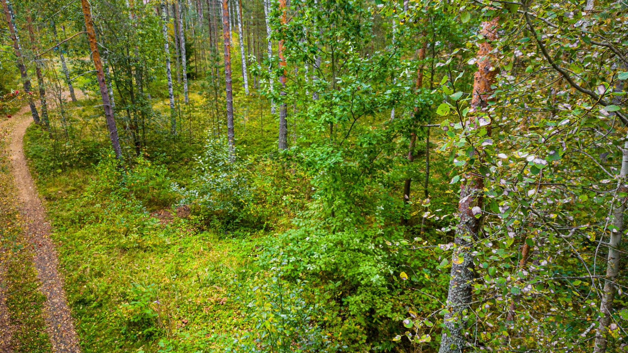 д. Васкелово. ИЖС участок 15 соток